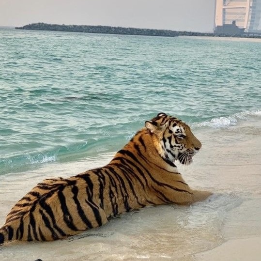 Autres activités à Dubaï — zoo, stand de tir et bien plus